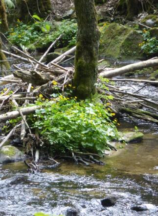 an der Hengersberger Ohe