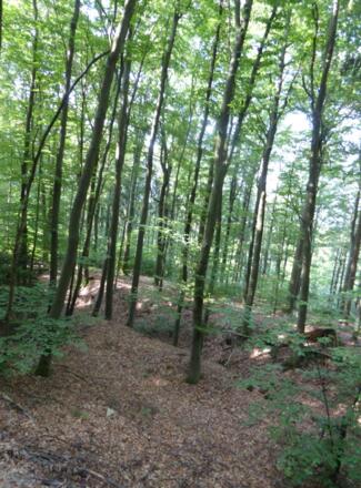 Hohlweg