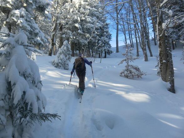 im Wald zum Gratrücken