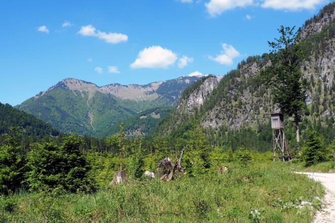 Forstweg erreicht ~620m, Spitzplaneck im Hintergrund