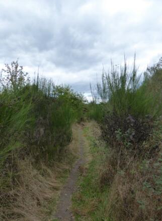 Pfade am Brückelsee
