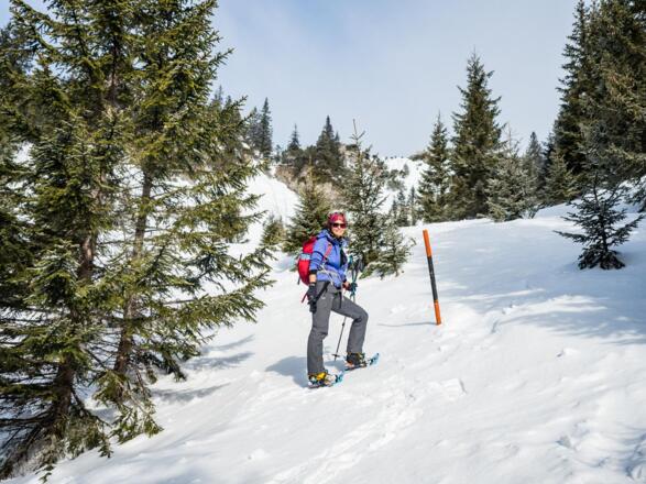 Ab den Nadelbäumen weisen uns Holzpfähle den weiteren Weg