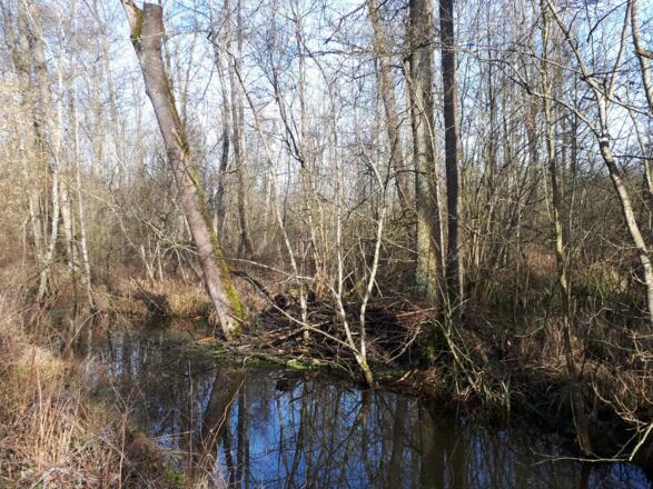 Mangroven im Rainer Wald