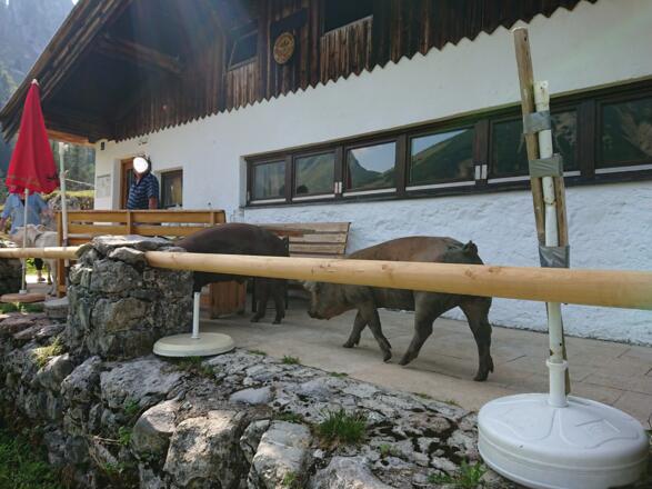 An der Krottentaler Alm laufen die Schweine frei herum