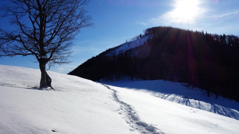 ~1150m, rechts ab zum Hochbuchberg