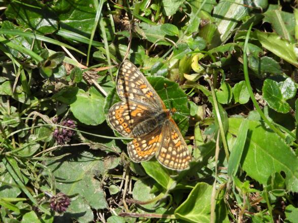 Goldener Scheckenfalter