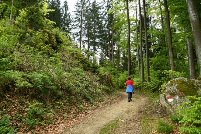 Ein breiter Fußweg führt zur Ruine Ruttenstein