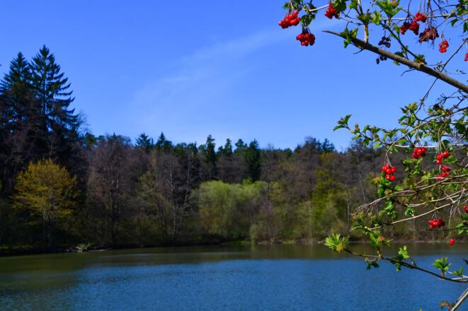 Frühling am Fröschauer Weiher