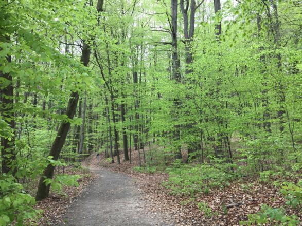 Callenberger Forst