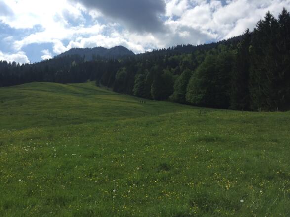 An schönen Almwiesen zieht der Alpweg hinauf