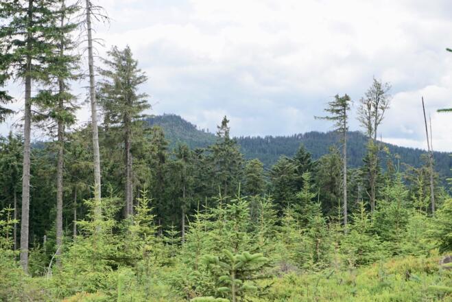 Ossergipfel vom Grenzsteig