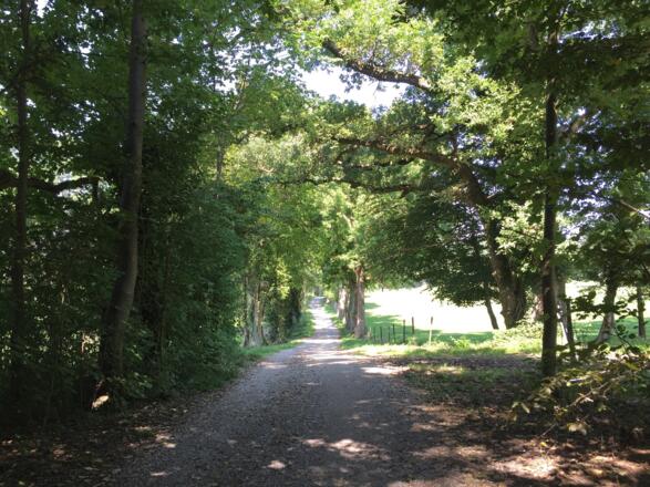 Breitbrunn, Bucher Allee