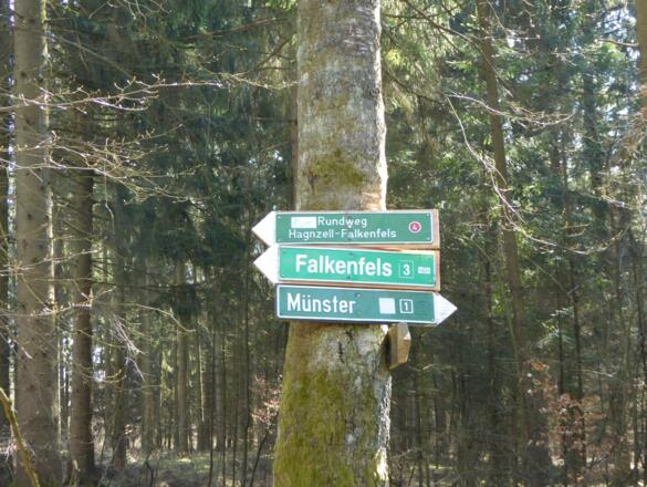 Hier geht es Richtung Falkenfels weiter - immer geradeaus