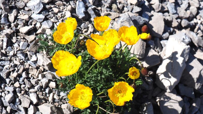 Gelber Mohn