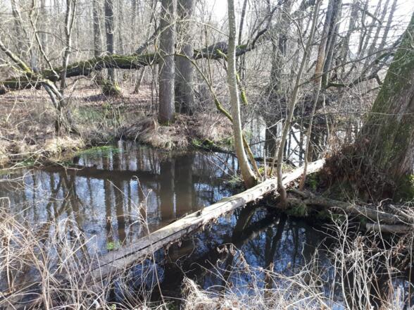 Mangroven im Rainer Wald