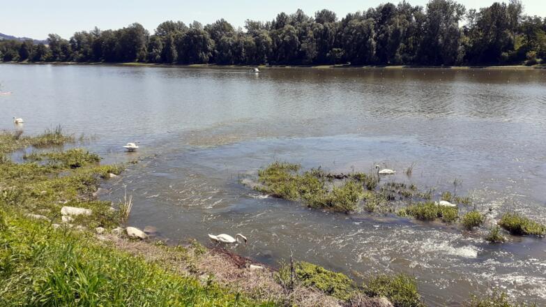 Regattastrecke nach Ottensheim