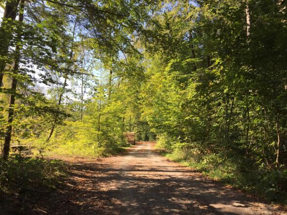 Richtung Pullach Isarhochufer