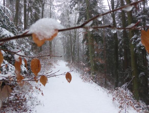 schöne Waldwege zur Kupferplatte