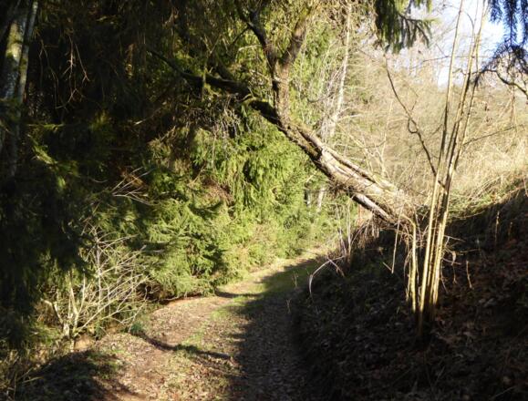 Piehlmühlbach