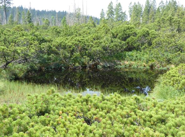 Moorauge im Zwieselter Filz