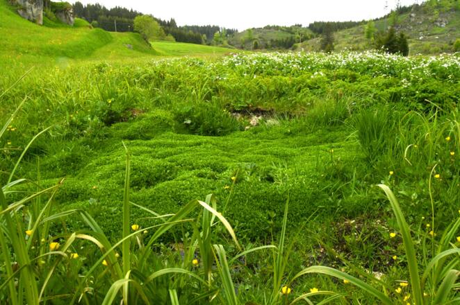 Moor im Bereich des Waldbaches