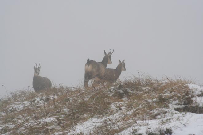Gemsen im Großen Gund