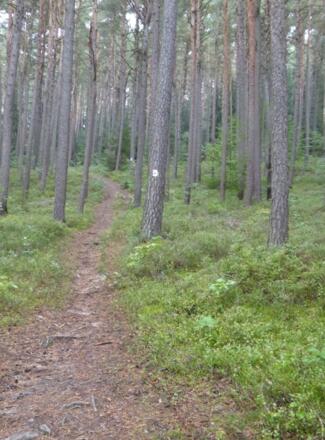 Waldpfad hianuf auf den Hirschberg