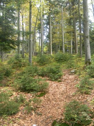 Pfad von der Fageralm zum Mühlstein