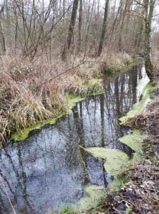 Mangroven im Rainer Wald