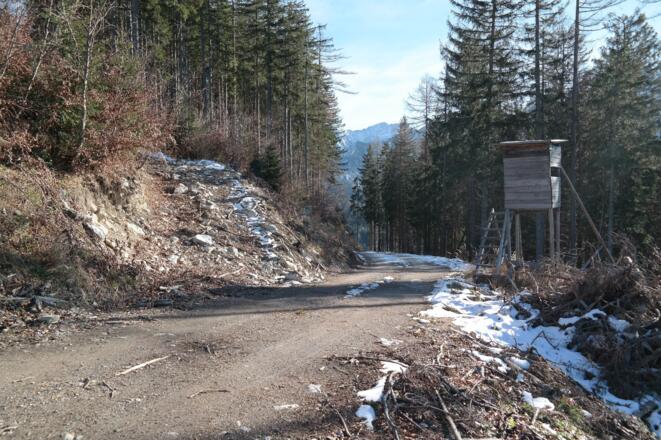 Hochstand. Bei diesem Hochstand verlassen wir die Forststraße, nehmen den primitiven und im Bild gut sichtbaren Ziehweg bis zu dessen Ende. Anschließend weglos durch Hochwald bis zu einer weiteren Forststraße.