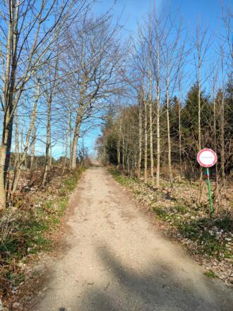 Nach dem Lamahof geht es einen Waldweg weiter