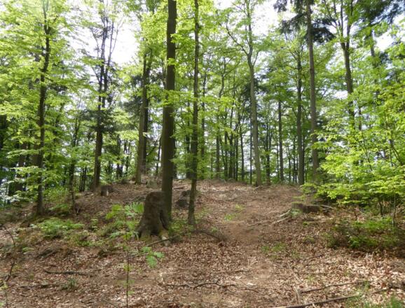 Gipfel des Hohen Stein