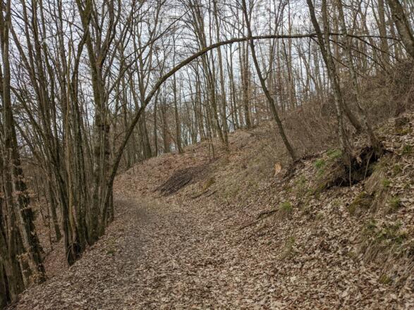 Schöner Weg durch den Wald