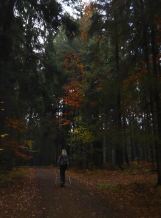 Waldweg kurz vor Auhof