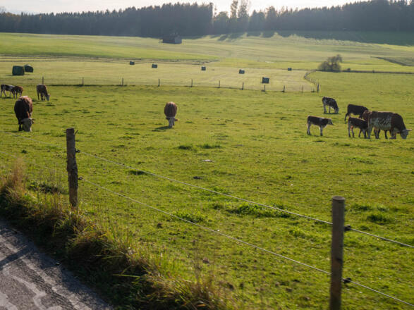 immer wieder begegnet uns malerische Weidelandschaften