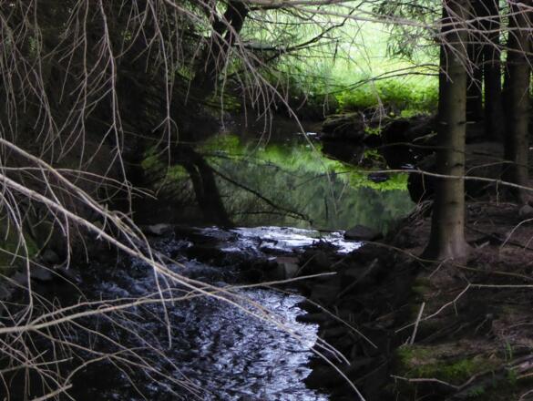 Die Bayerische Schwarzach