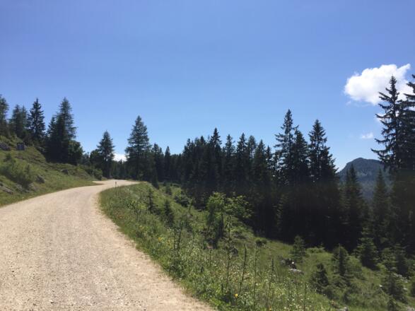 Forstweg zum Pendling