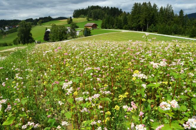 Ein Buchweizenfeld vor der Ortschaft Pehersdorf