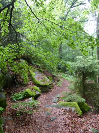 Pfad hinauf zur Burgruine Schwarzenburg