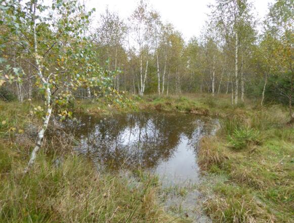 Oberbreitenauer Moor