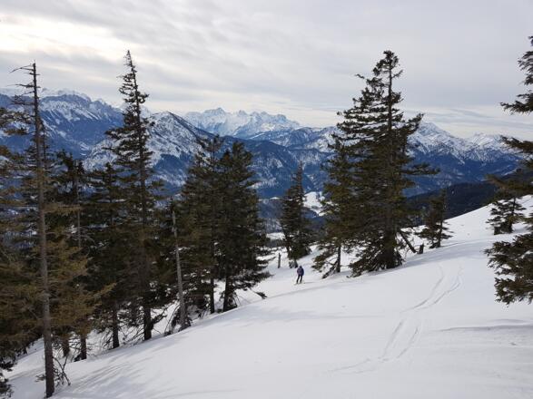 Bei 1500 m geht es in den dichter werdenden Wald zurück.