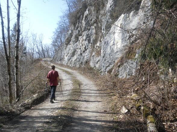 Forstweg in der Südflanke der Gurlspitze