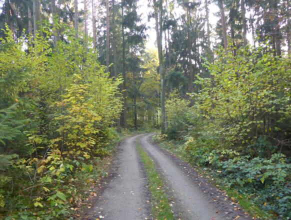 Waldweg zurück nach Gschwendt