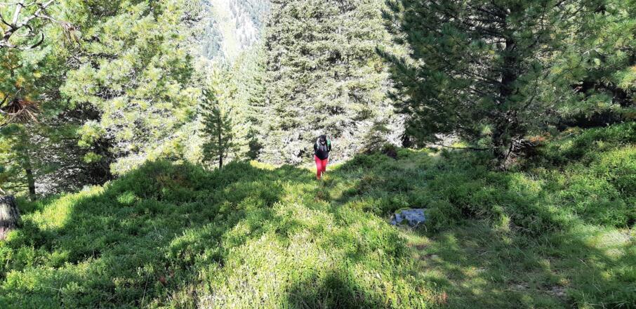 ... ohne besondere Schwierigkeiten durch den Waldgürtel. Markierungen sind vorhanden, der Steig ist teilweise nur gering ausgeprägt.