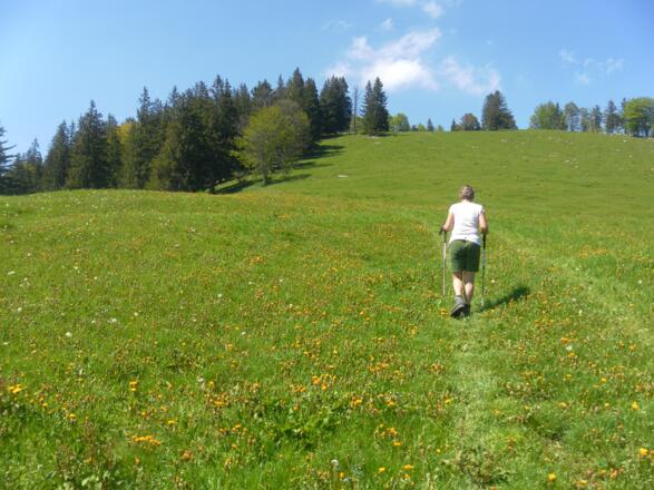 Wiesenflanke zum  Haindorfer Berg