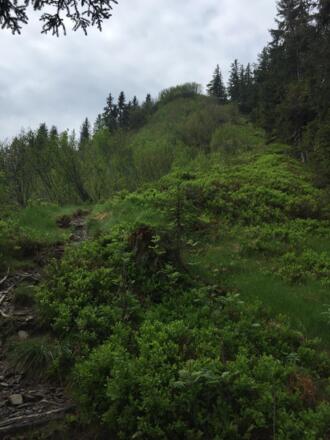 Steiler Aufstieg durch Alpenrosen zum Heidelbeerkopf