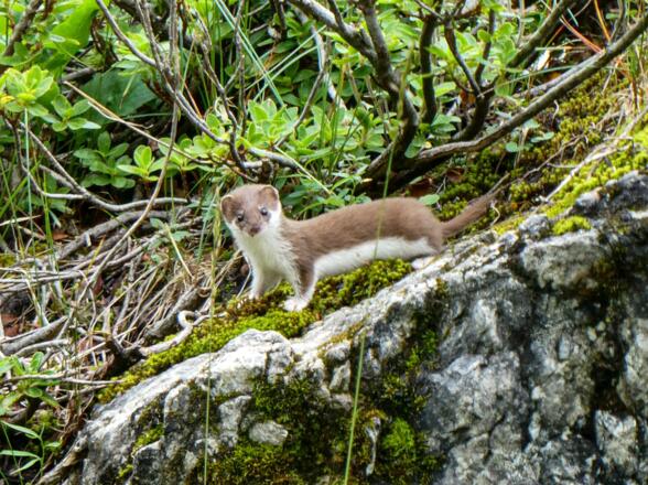 Begegnung mit einem Hermelin