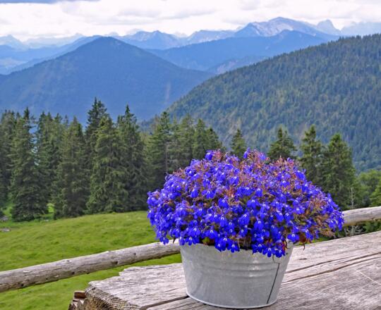 Blick von der Staffelalm: "Blaues Land"