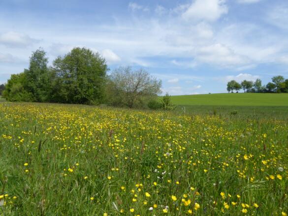 Wiesenlandschaft am Steinachbach