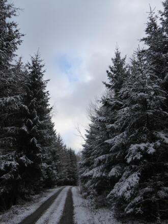 winterliche Waldwege